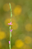 Schenkia spicata