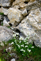 Alpine Rock-cress; Arabis alpina