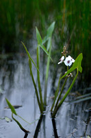 Pijlkruid; Arrowhead; Sagittaria sagittifolia