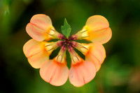 Gewone Rolklaver; Lotus corniculatus; Common Bird's-foot-trefoil