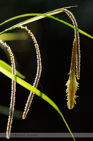 Hangende Zegge; Pendulous Sedge; Carex pendula;