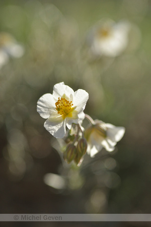 Wit Zonneroosje; White Rock-rose; Helianthemum apennium