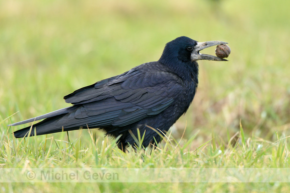 Roek; Rook; Corvus frugilegus;