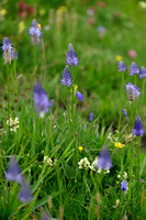 Phyteuma betonicifolium