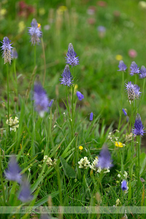 Phyteuma betonicifolium