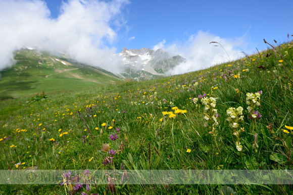 Long-beaked Yellow-lousewort; Pedicularis tuberosa