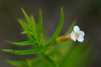 Genadekruid; Hedge Hyssop; Gratiola officinalis