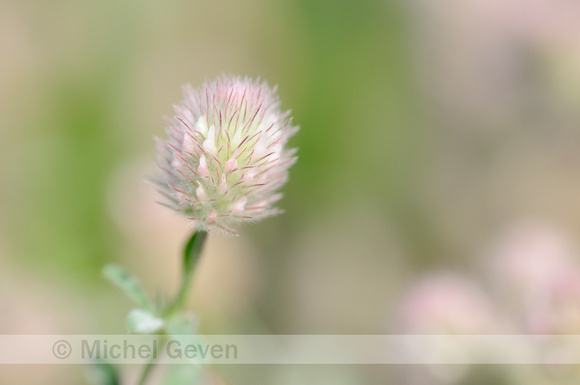 Hazenpootje; Hare's-foot clover; Trifolium arvense