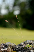 Baden's bluegrass; Poa badensis