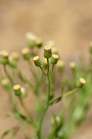 Gevlamde fijnstraal; Asthmaweed; Conyza bonariensis