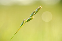 Tandjesgras; Heath-grass; Danthonia decumbens;