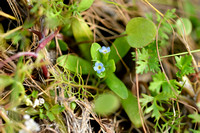 Myosotis sicula