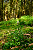 Witte veldbies; White Wood-rush; Luzula luzuloides