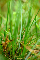 Beemdhaver; Meadow Oat-grass; Helictochloa pratensis