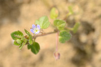 Klimopereprijs; Ivy-leaved Speedwell; Veronica hederifolia;