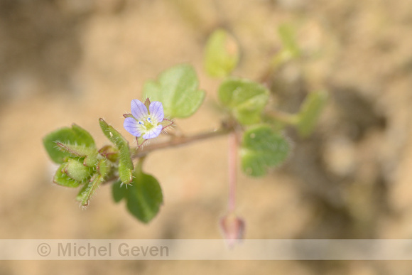 Klimopereprijs; Ivy-leaved Speedwell; Veronica hederifolia;