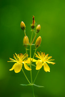 Fraai Hertshooi; Slender St John's-wort; Hypericum pulchrum;