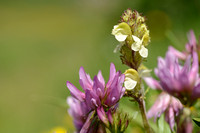 Long-beaked Yellow-lousewort; Pedicularis tuberosa