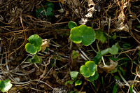 Grote waternavel - Floating Pennywort - Hydrocotyle ranunculoides