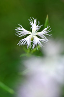 Prachtanjer; Superb Pink; Dianthus superbus