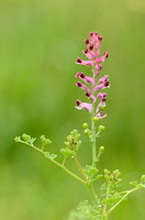 Gewone Duivenkervel; Common Fumitory; Fumaria officinalis