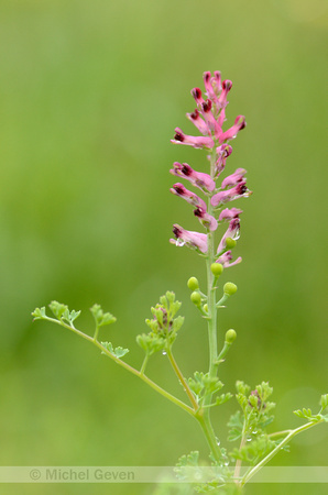 Gewone Duivenkervel; Common Fumitory; Fumaria officinalis