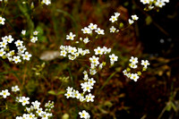 Saxifraga fragosoi