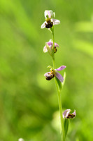 Bijenorchis; Bee Orchid; Ophrys apifera