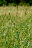 Duinriet; Wood Small-reed; Calamagrostis epigeios