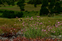 Rode spoorbloem; Red Valerian; Centranthus ruber