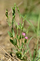 Schenkia spicata