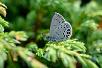 Veenbesblauwtje - Cranberry Blue - Agriades optilete