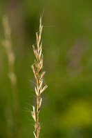 Beemdhaver; Meadow Oat-grass; Helictochloa pratensis