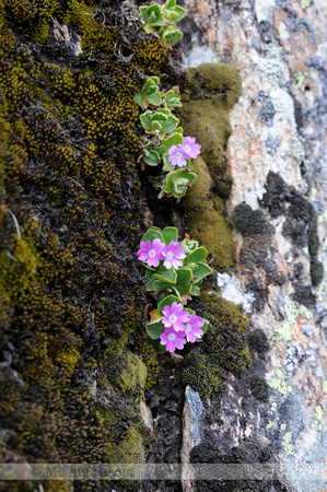 Behaarde Sleutelbloem; Primula hirsuta; Auriculastrum Primula;