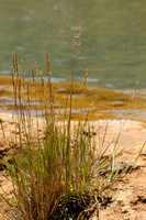 Stomp Kweldergras; Puccinellia distans; Reflexed Saltmarsh-grass