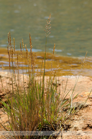 Stomp Kweldergras; Puccinellia distans; Reflexed Saltmarsh-grass