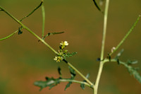 Schijnraket; Hairy Rocket; Erucastrum gallicum