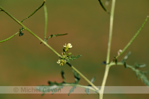 Schijnraket; Hairy Rocket; Erucastrum gallicum