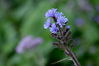 Alpensla; Alpine Blue-sow-thistle; Cicerbita alpina