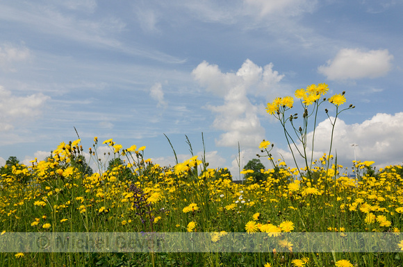 Groot Streepzaad; Rough Hawk's-beard; Crepis biennis