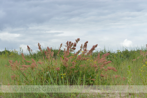 Geoorde zuring; Narrow-leaved Sorrel; Rumex thyrsifloru