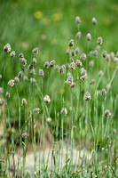 Boreal alopecurus