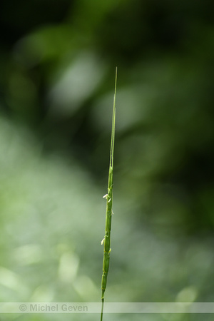 Aegilops cylindrica