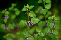 Stinkende ballotte; Black Horehound; Ballota nigra subsp. meridi