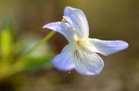 Heidemelkviooltje; Fen Violet; Viola persifolia subsp. lacteaeoi