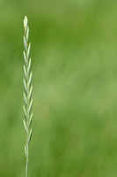 Veldkweek; Elymus campestris; subsp. campestris