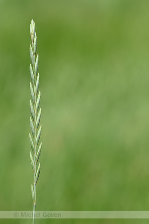 Veldkweek; Elymus campestris; subsp. campestris