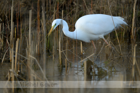 Grote Zilverreiger; Great White Egret; Ardea alba;