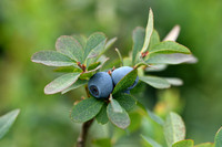 Rijsbes; Bog Bilberry; Vaccinium uliginosum