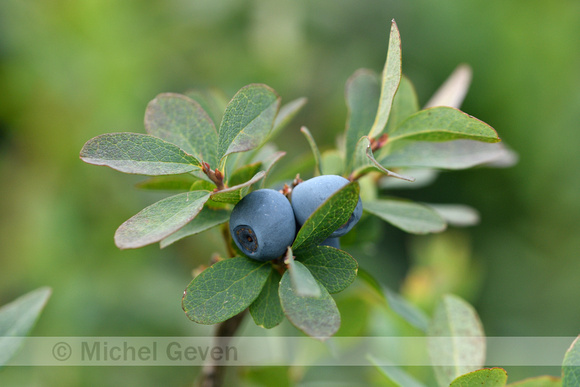 Rijsbes; Bog Bilberry; Vaccinium uliginosum